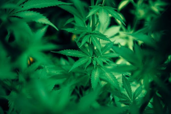 Cannabis et Créativité: Libérer Votre Artiste Intérieur